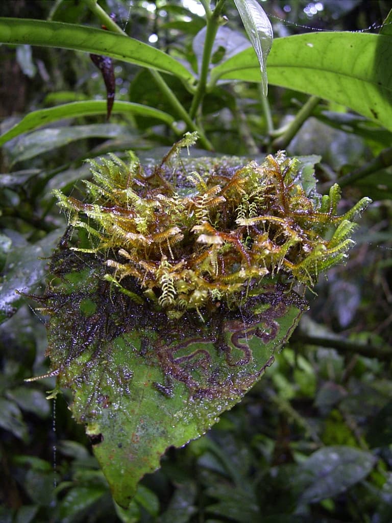 Parque Nacional Altos de Campana