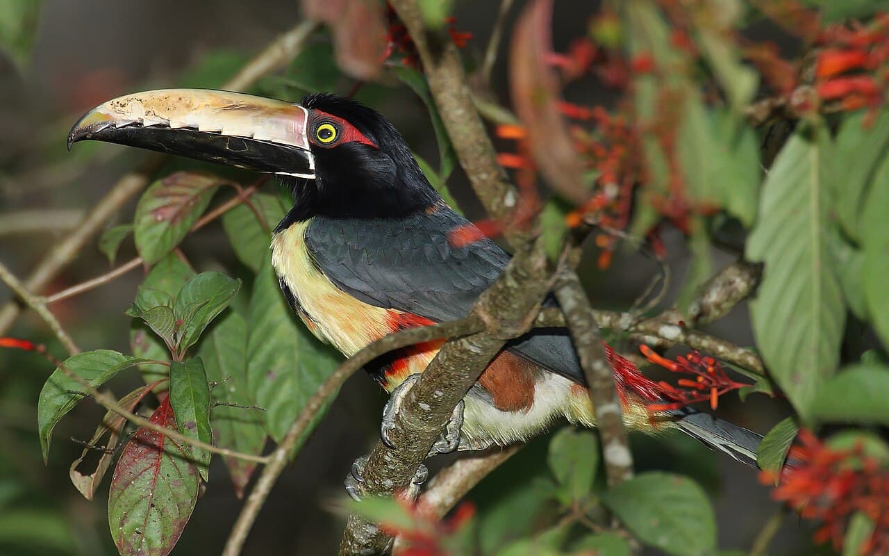 Parque Nacional Darién